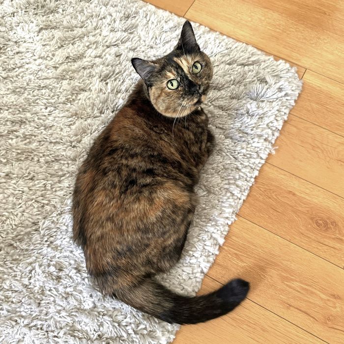 Gatinha Luna Adoção Responsável