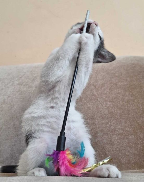 malutki słodziak do oddania