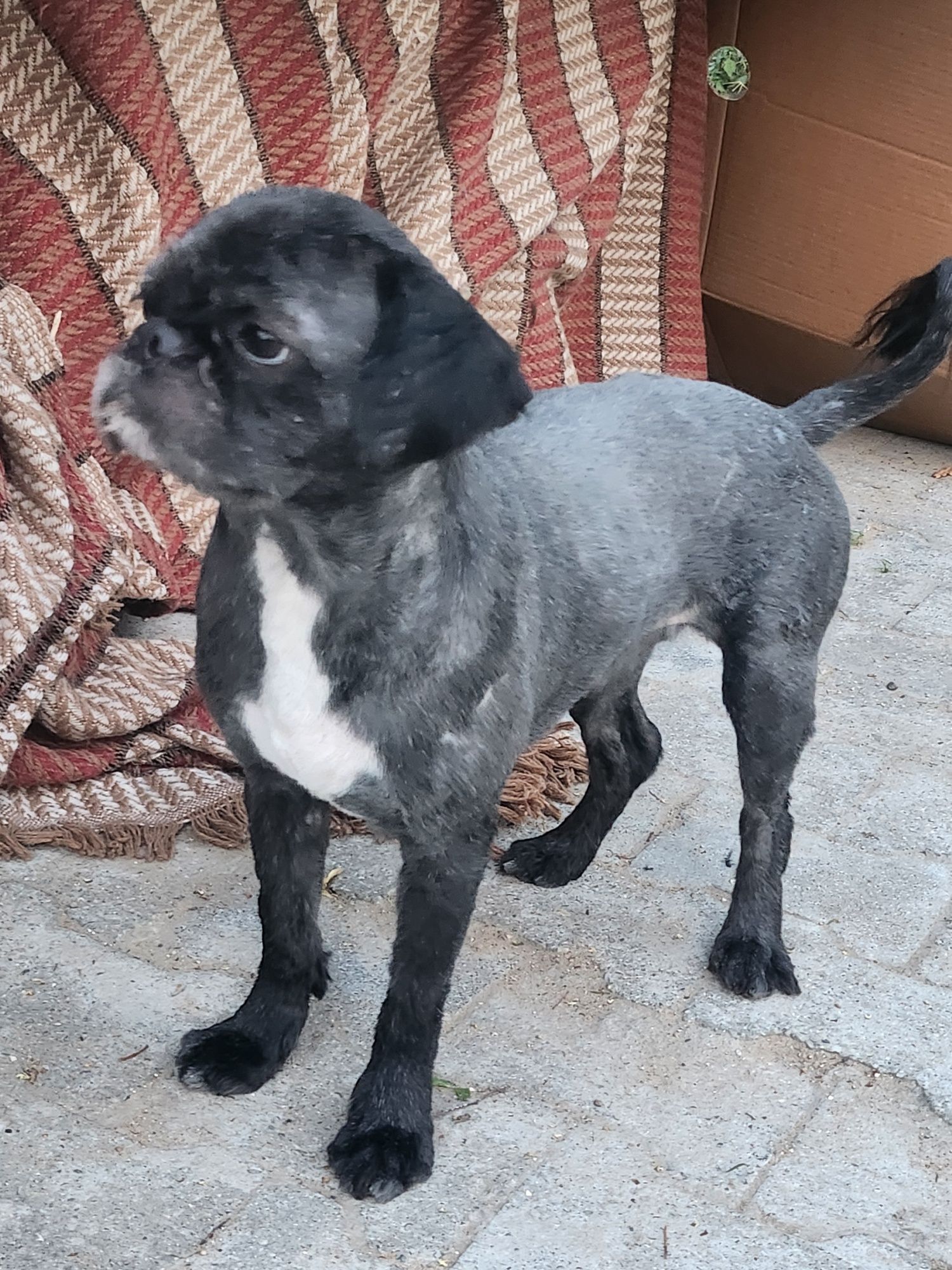 Bodzio najukochanszy piesek do adopcji.