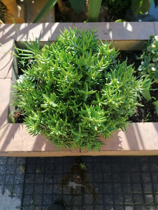 Suculentas em vasos individuais