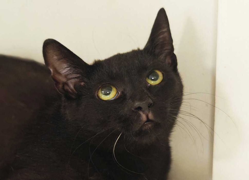 Попелюшка — сором’язлива і трепетна милашка (1 рік, кішка)