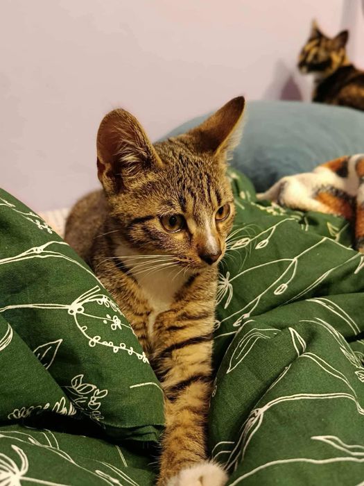 Kotek Tymianek do adopcji