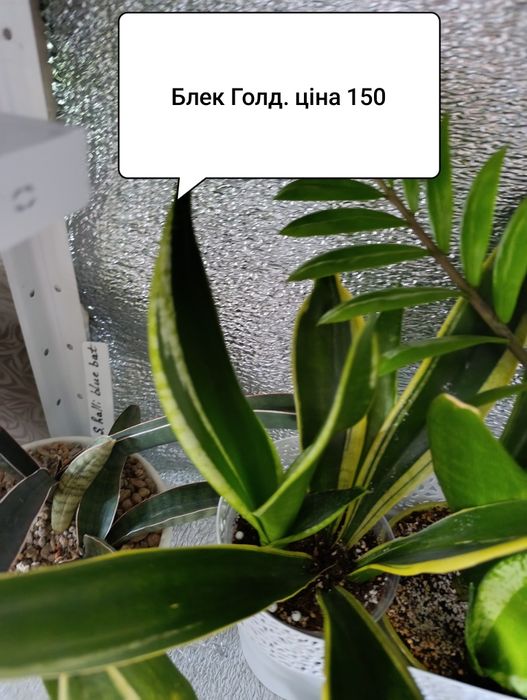 Сансевієрія Єва шикарна генетика