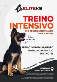 Treino de intensivo de cães