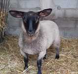 Borrega cruzada suffolk