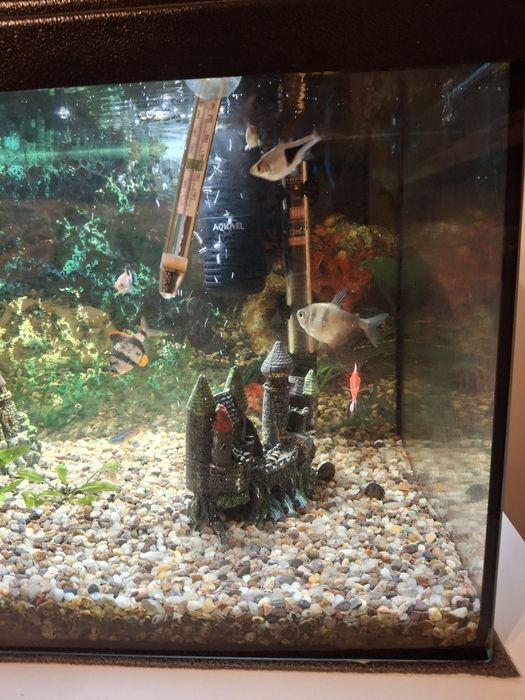 Akwarium - komplet plus rybki