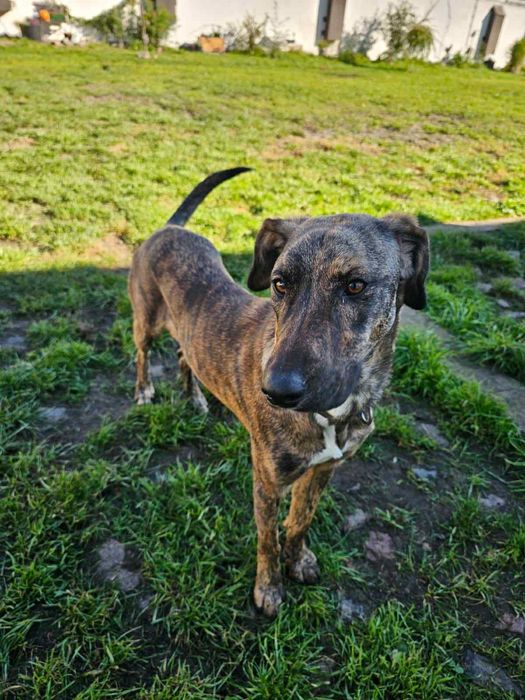 Cudowna ,młodziutka Harper szuka domu.