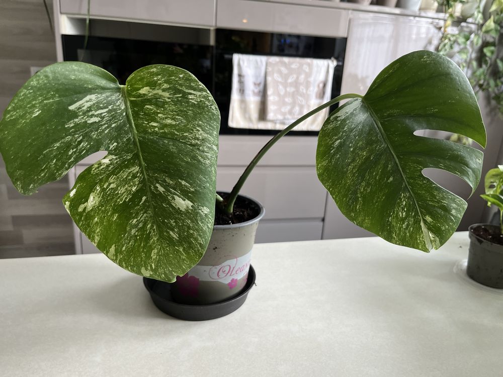 Monstera variegata