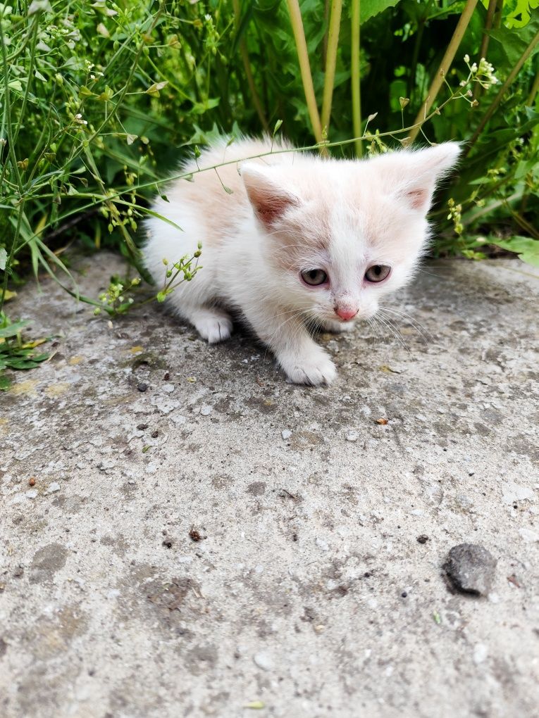 Віддам кошенят 2 міс дівчинка хлопчик котик