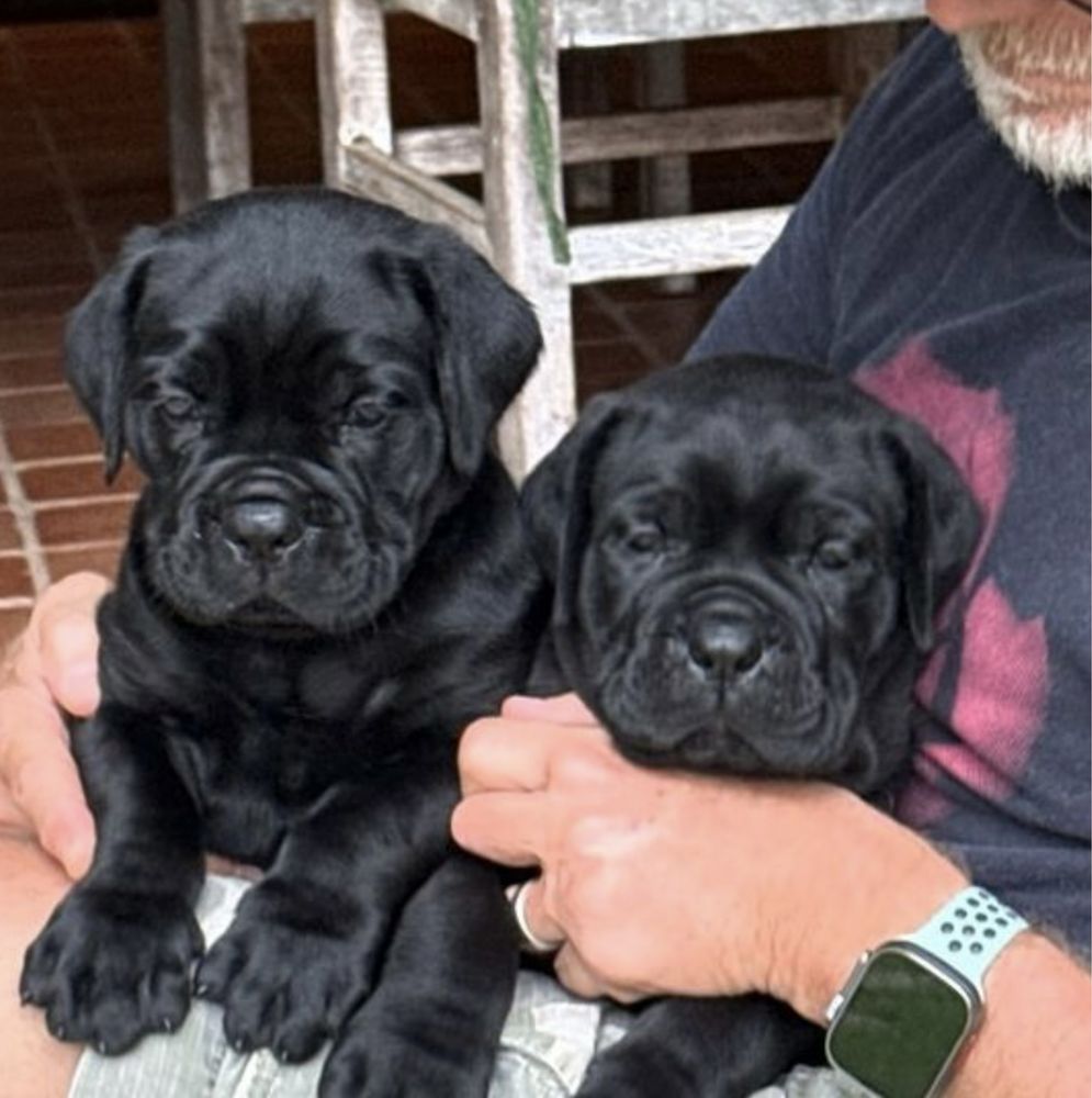 Чорна мафія на ринку-щеночки Cane corso