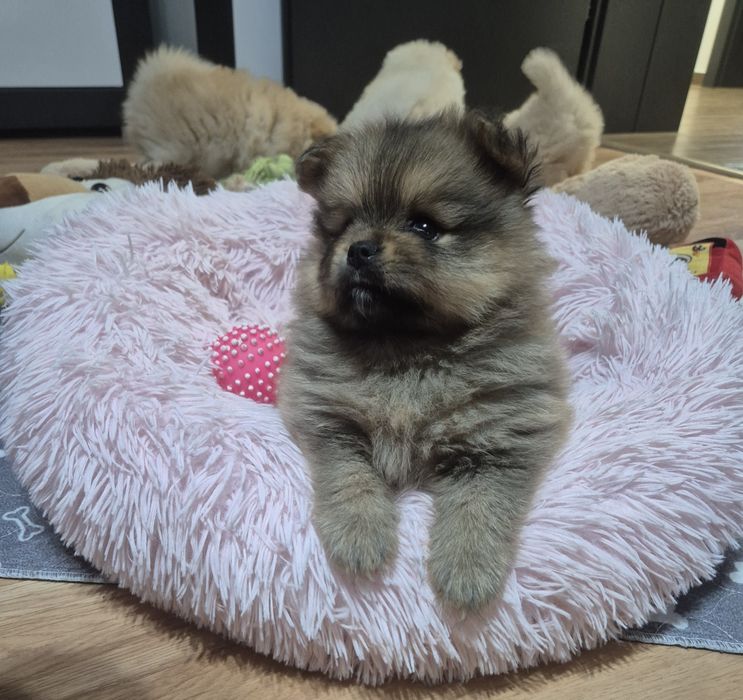 Szpic miniaturowy - suczka - odbior grudzień