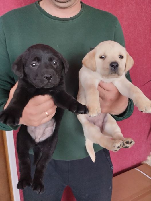 Продам цуценят Лабрадорів
