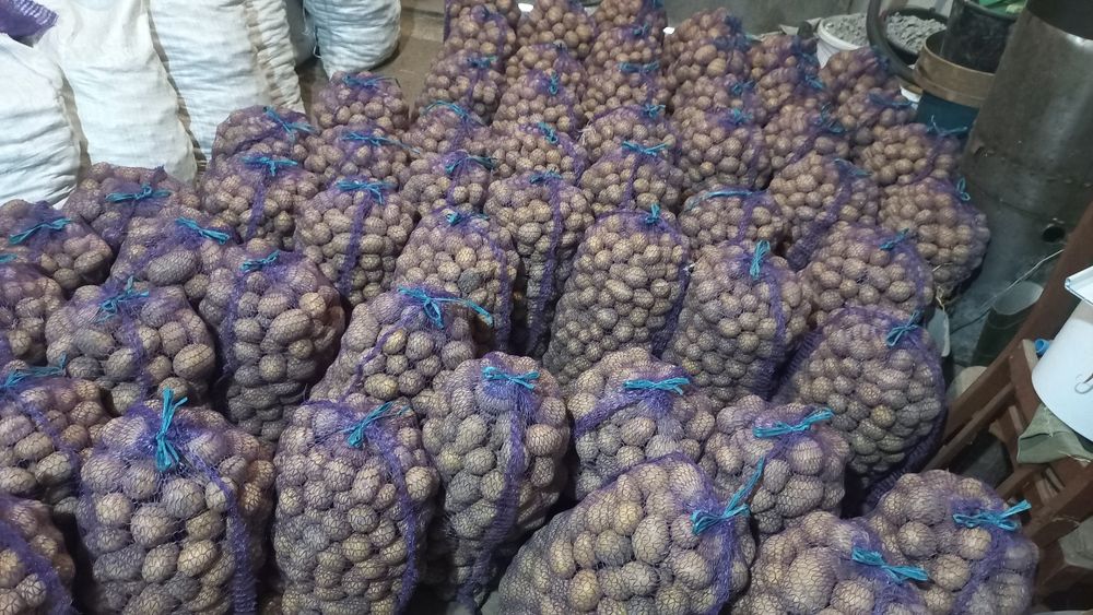 Картопля насіннева сорт Рів'єра.