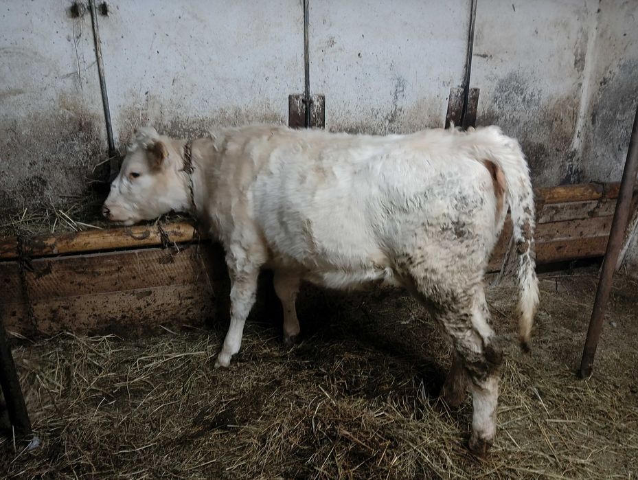 Sprzedam dwie jalowki