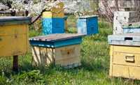 Продаж бджолосімей з вуликами