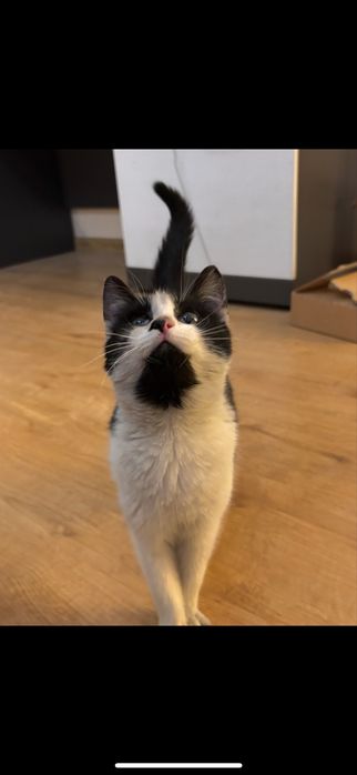 Kotek/kotka/kot/kociaki