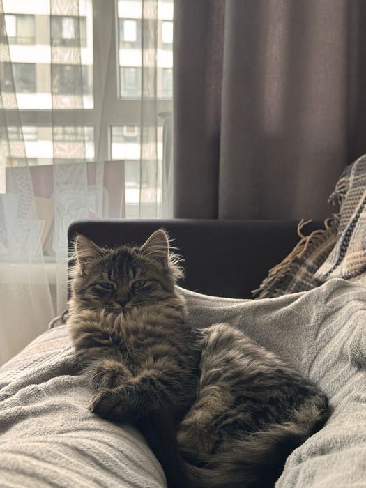 Смугасте кошеня, дівчинка