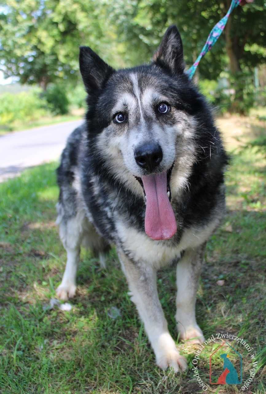 Piesek Tero w typie husky szuka domu!