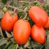 Nasiona Pomidor Galilea F1 1000 nasion-HAZERA !