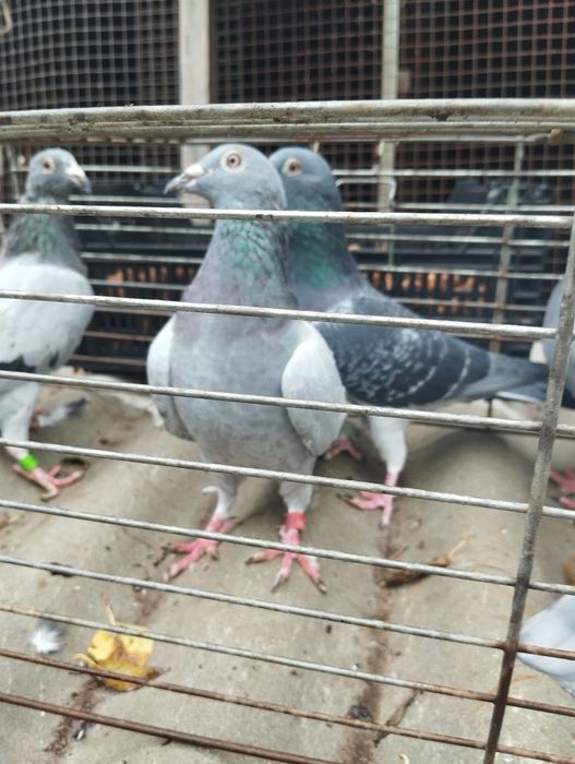 Gołębie pocztowe zagraniczne