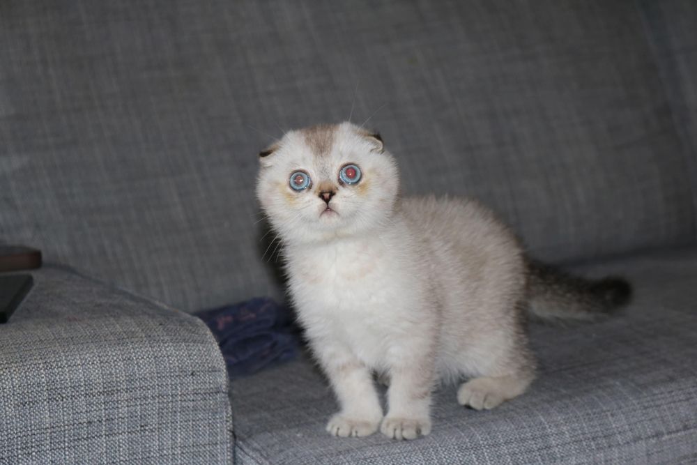 Gatinho scottish fold silver
