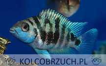 Pielęgnica HONDURAN RED POINT - Amatitlania siquia - dowóz, wysyłka