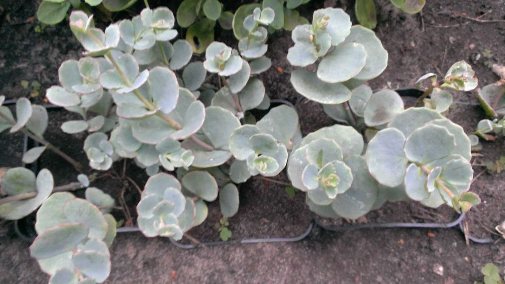 очиток Зібольдта