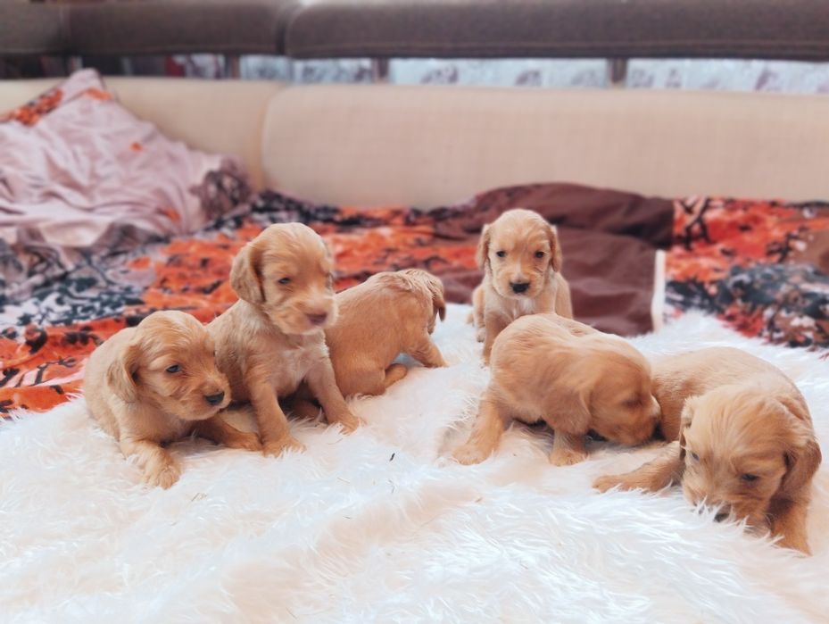 Witam mam do sprzedania piękne pieski Cocker spaniel