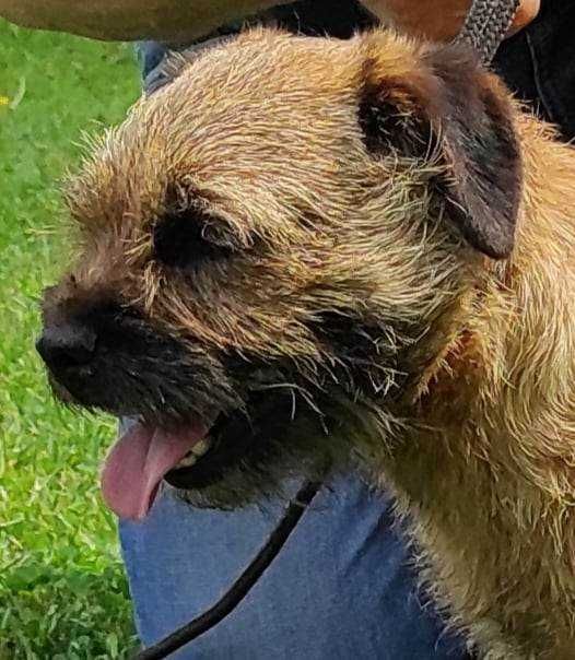 Border terrier terier FCI