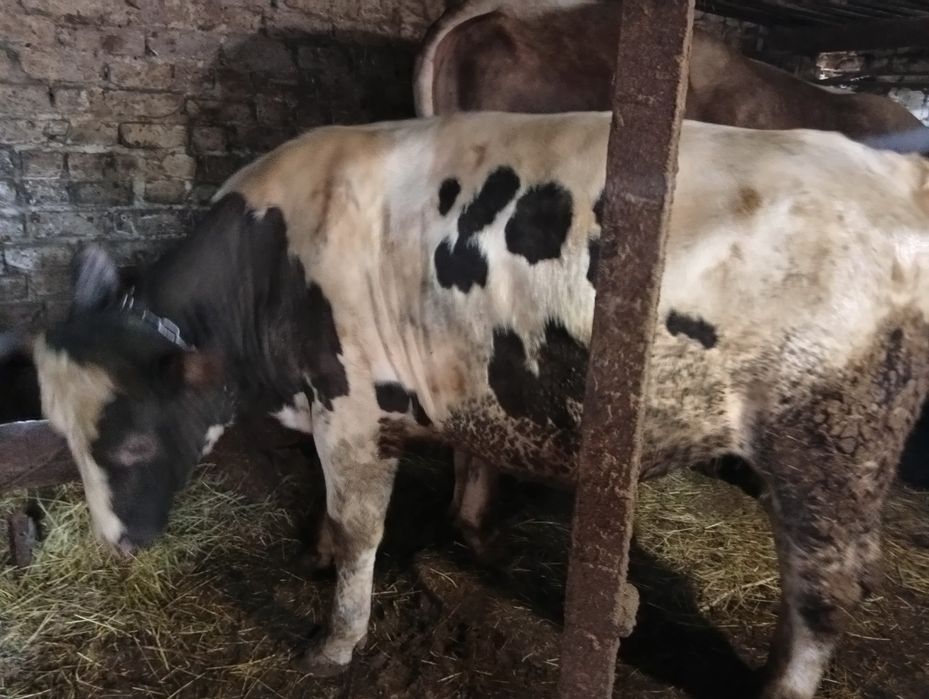 Продам живою вагою бичків