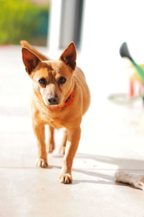 Cão jovem e meigo procura lar