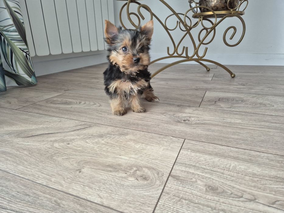 York sunia dwumiesięczna