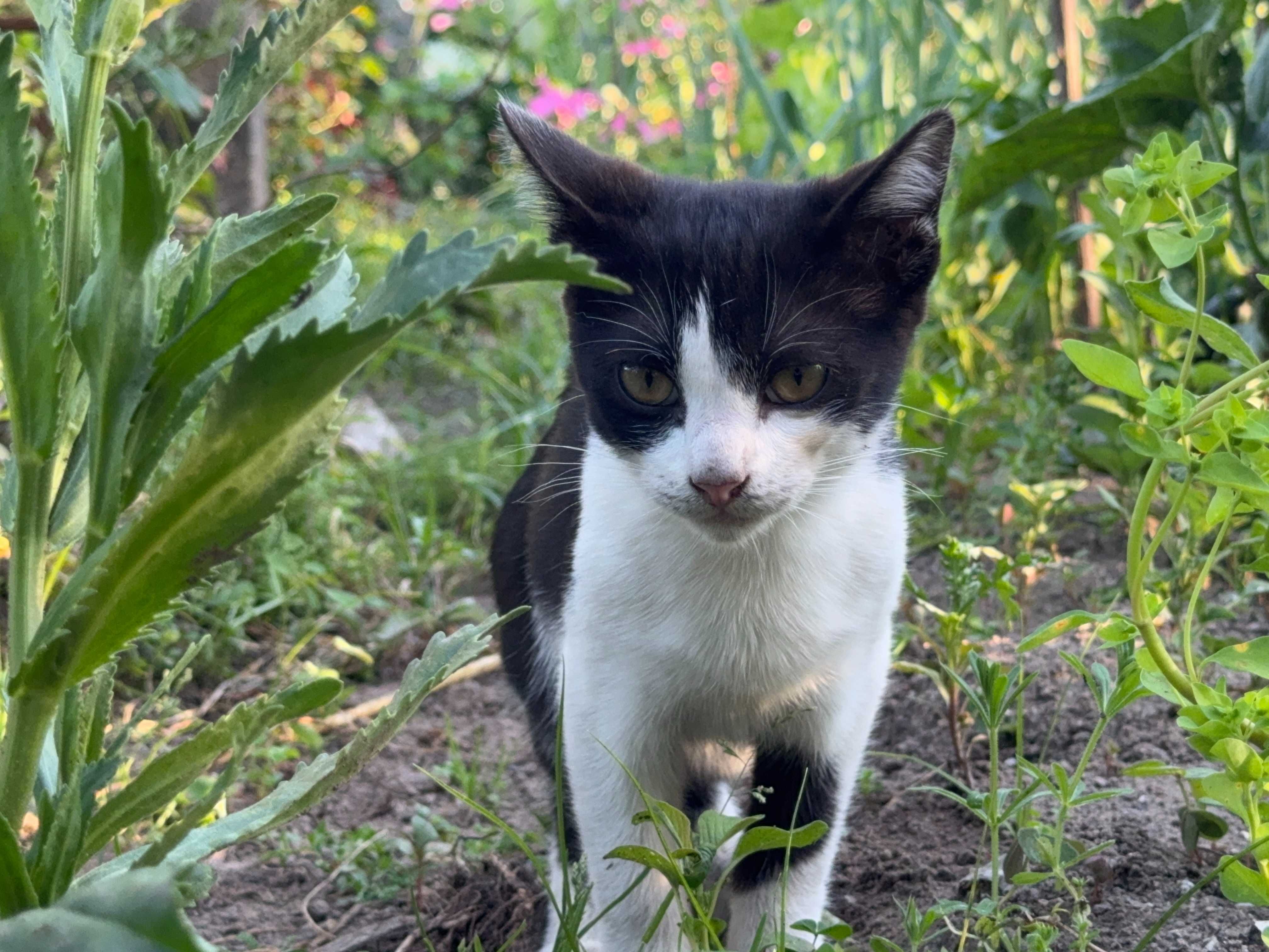 Gata para Adoção Responsável