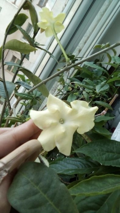 Брунфельсия Леди ночь Лактея