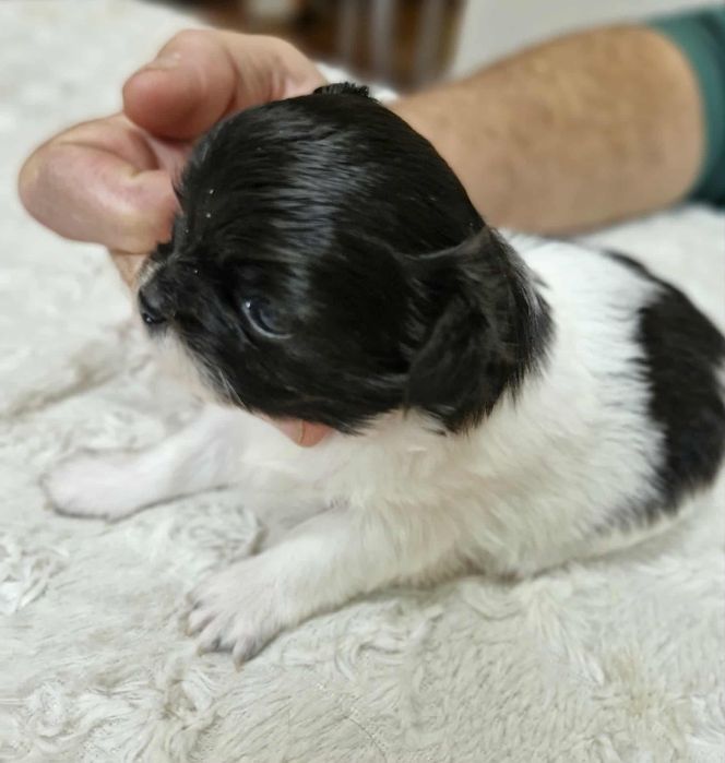 Chihuahua długowłosa Wifi