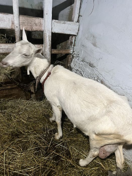 Продам діїну козу