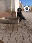 Labrador Retriever preto Macho