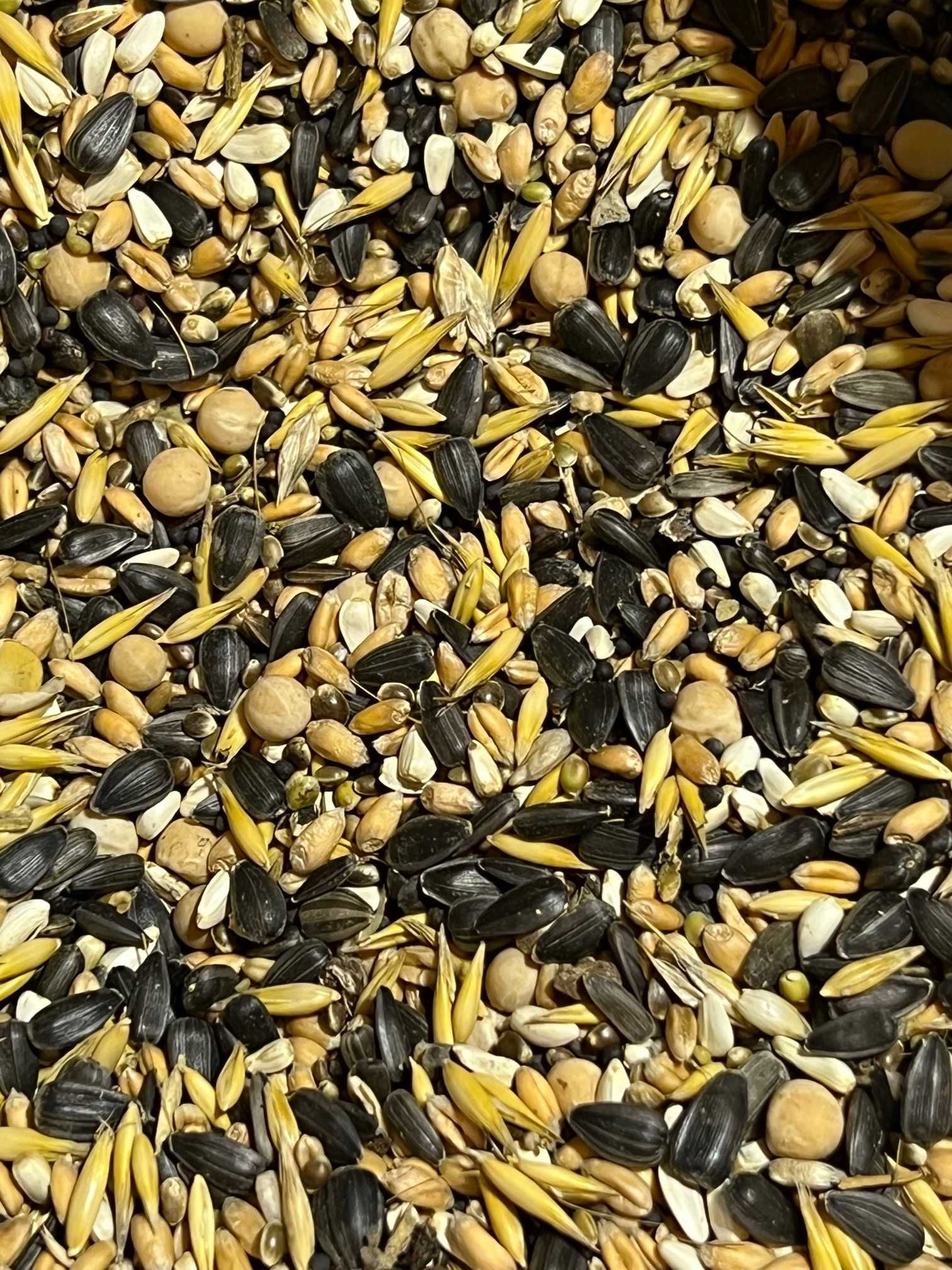 Słonecznik oleisty na olej, poplony  i dla ptaków - niełuskany czarny
