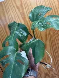 Planta Monstera variegata