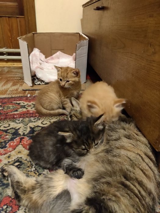 Віддам в добрі руки кошеня