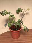 Planta malagueta Pink Tiger