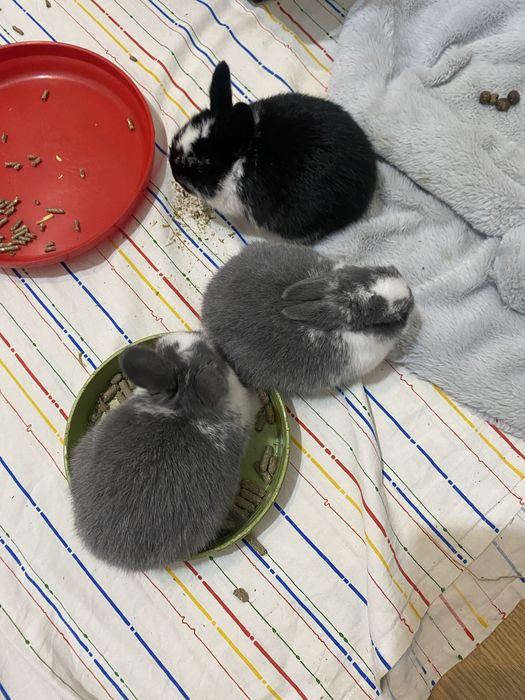 Coelhos anoes muito fofos