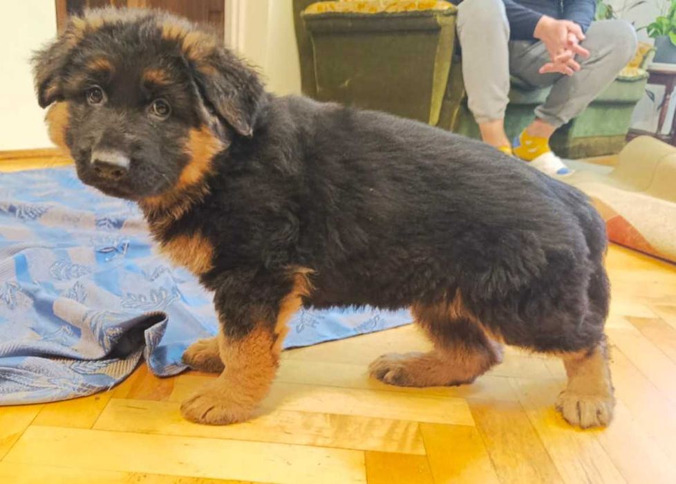 Owczarek niemiecki długowłosy FCI piesek