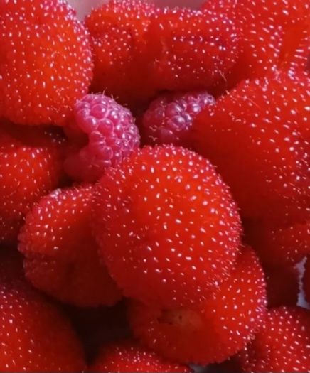 Саджанці мяо мяо  (Тібетьська малина)