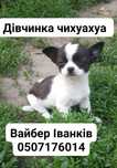 Чихуахуа цуценята