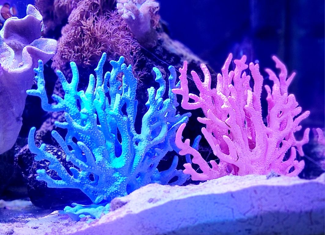 Koralowiec akwarium morskie ozdoba wystrój różowy mały