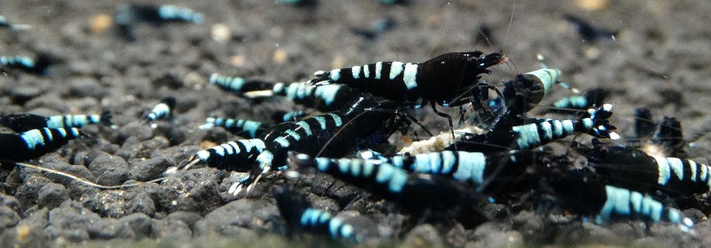 Krewetki Caridina Pinto Zebra Black ZAMIANA GRATIS PROMOCJA