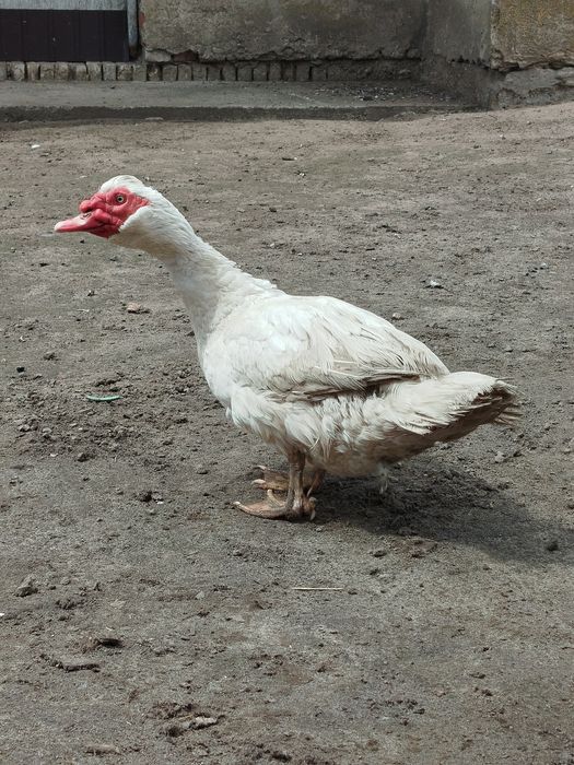 Каченята мускусна індокачка