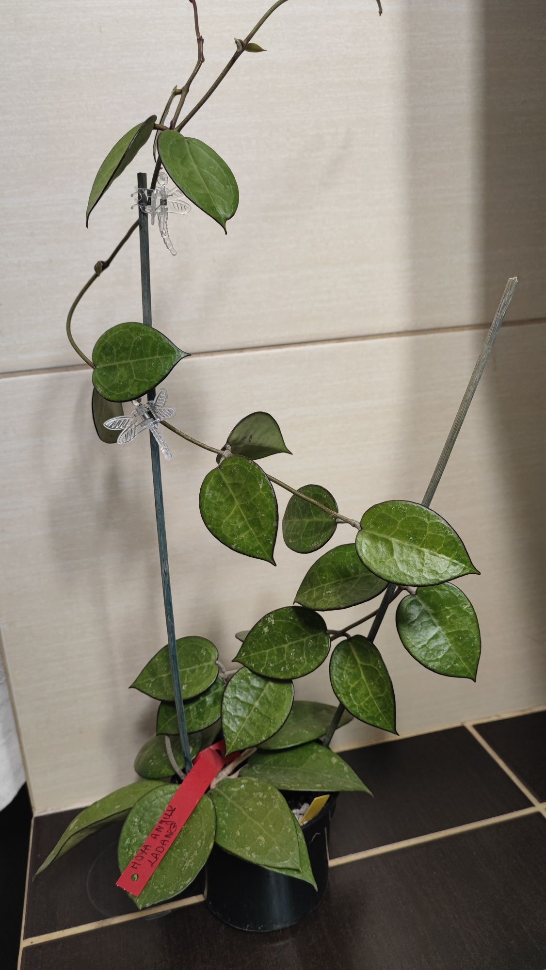 Hoya Anjuk Ladang