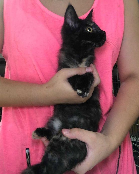 Трёхмесячный котёнок Марочка-Марик ждёт своих любящих родителей!